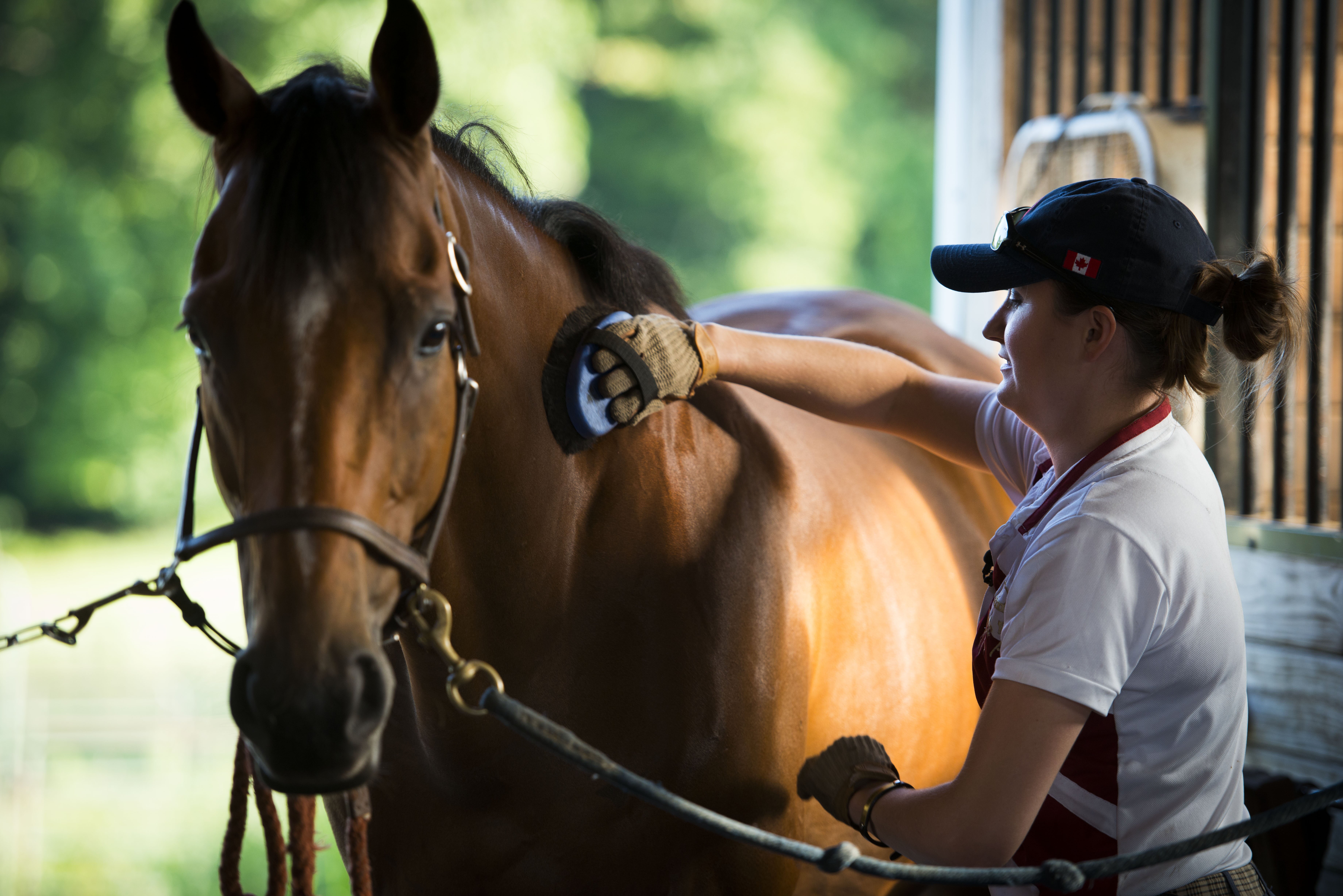 brushing horse