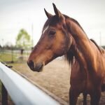 animal-brown-horse